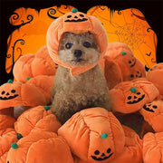Small dog wearing a cute Halloween pumpkin hat surrounded by multiple plush pumpkin hats for pets.